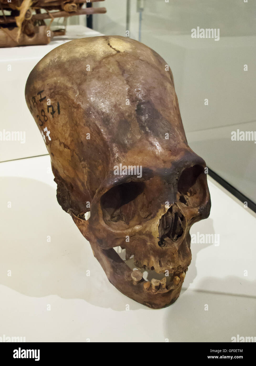 Cráneo alargado de la civilización antigua en exhibición en el Museo Regional de Ica Foto de stock