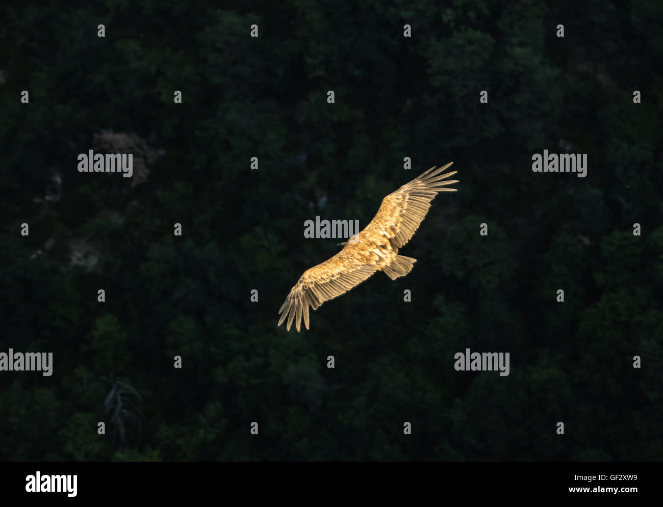 Pájaro grifo fotografías e imágenes de alta resolución - Alamy