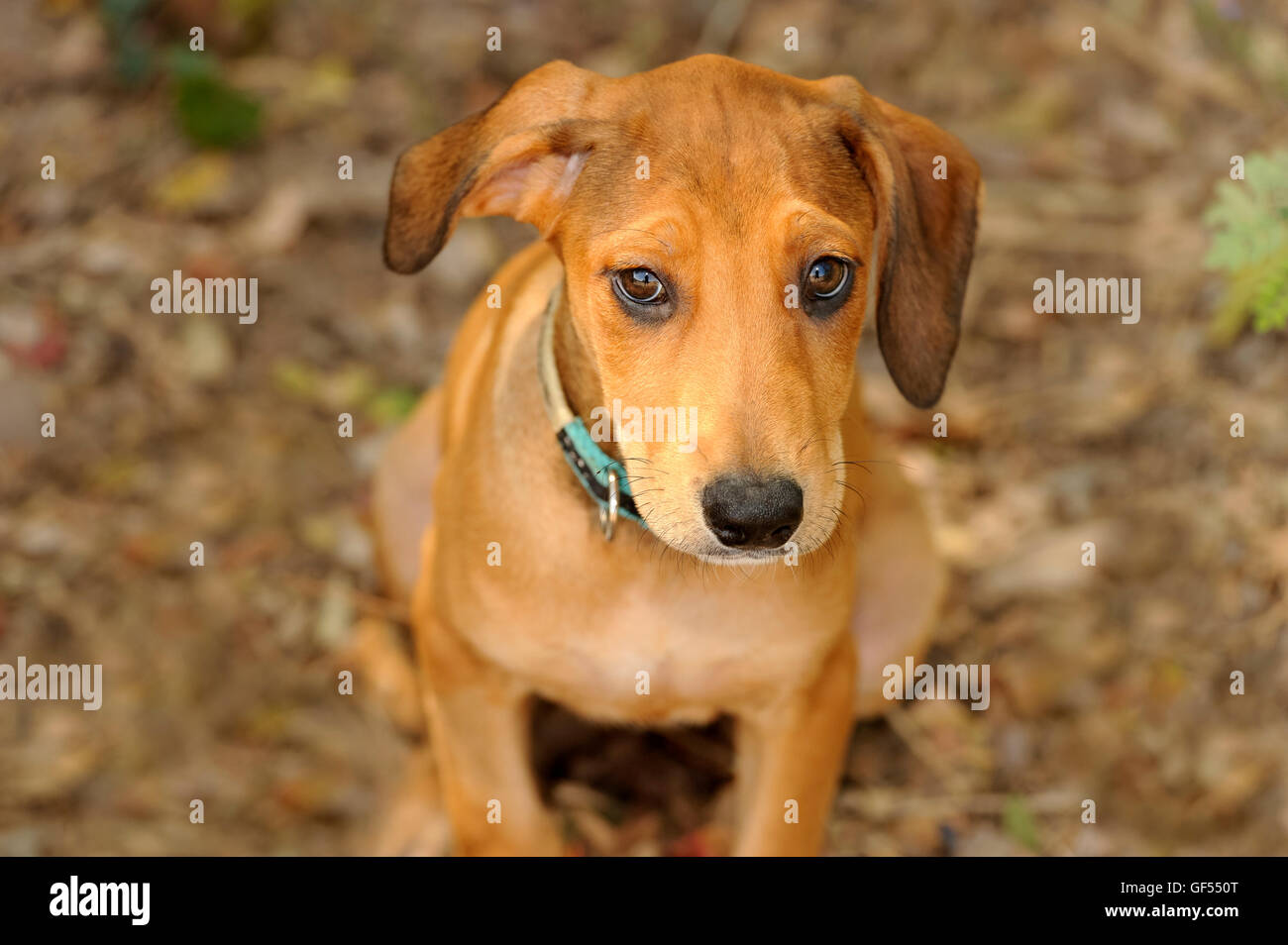 Lindo perro es un cachorro adorable dulce mirando hacia arriba con la oreja doblada a un lado y su Big Brown hermosos ojos llenos de asombro. Foto de stock