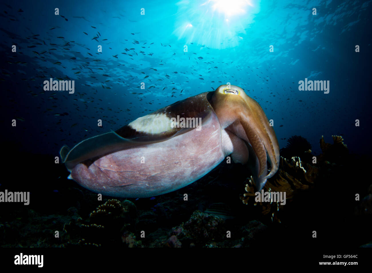 Una Jibia latimanus Broadclub - Sepia - se sitúa por encima de las azules aguas del arrecife. Tomada en el Parque Nacional de Komodo (Indonesia). Foto de stock