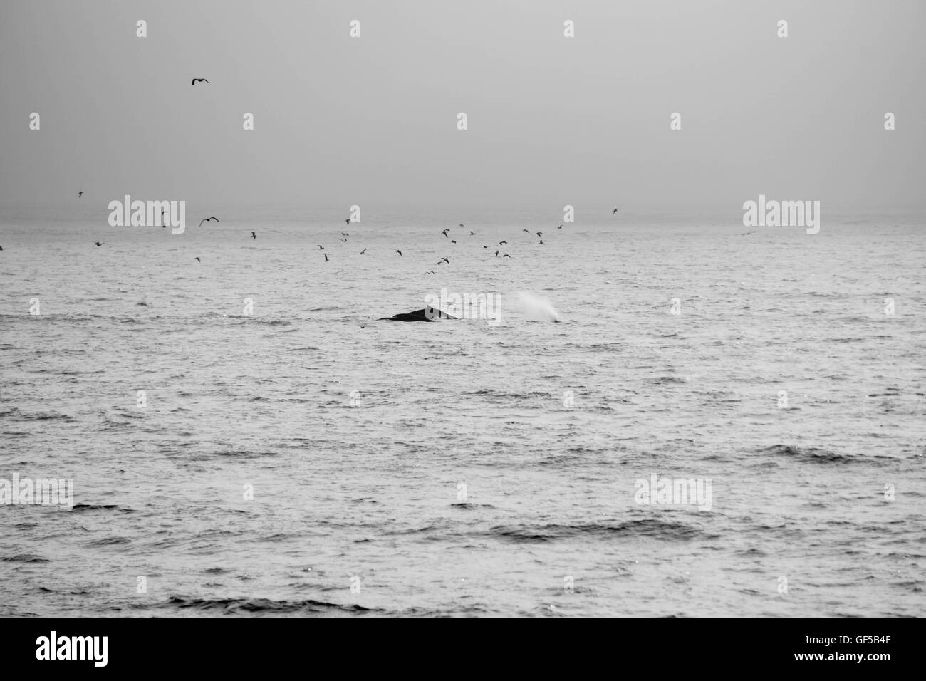 La ballena jorobada, seguida muy de cerca por un grupo de aves, Half Moon Bay, California Foto de stock