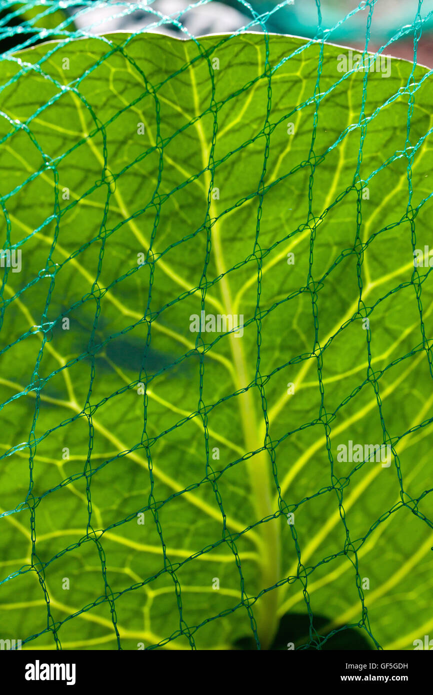 Hoja de repollo protegidos de Grande (Pieris brassicae) y Pequeño (Blanco Artogeia rapae) Mariposas intentando poner huevos por uso Foto de stock