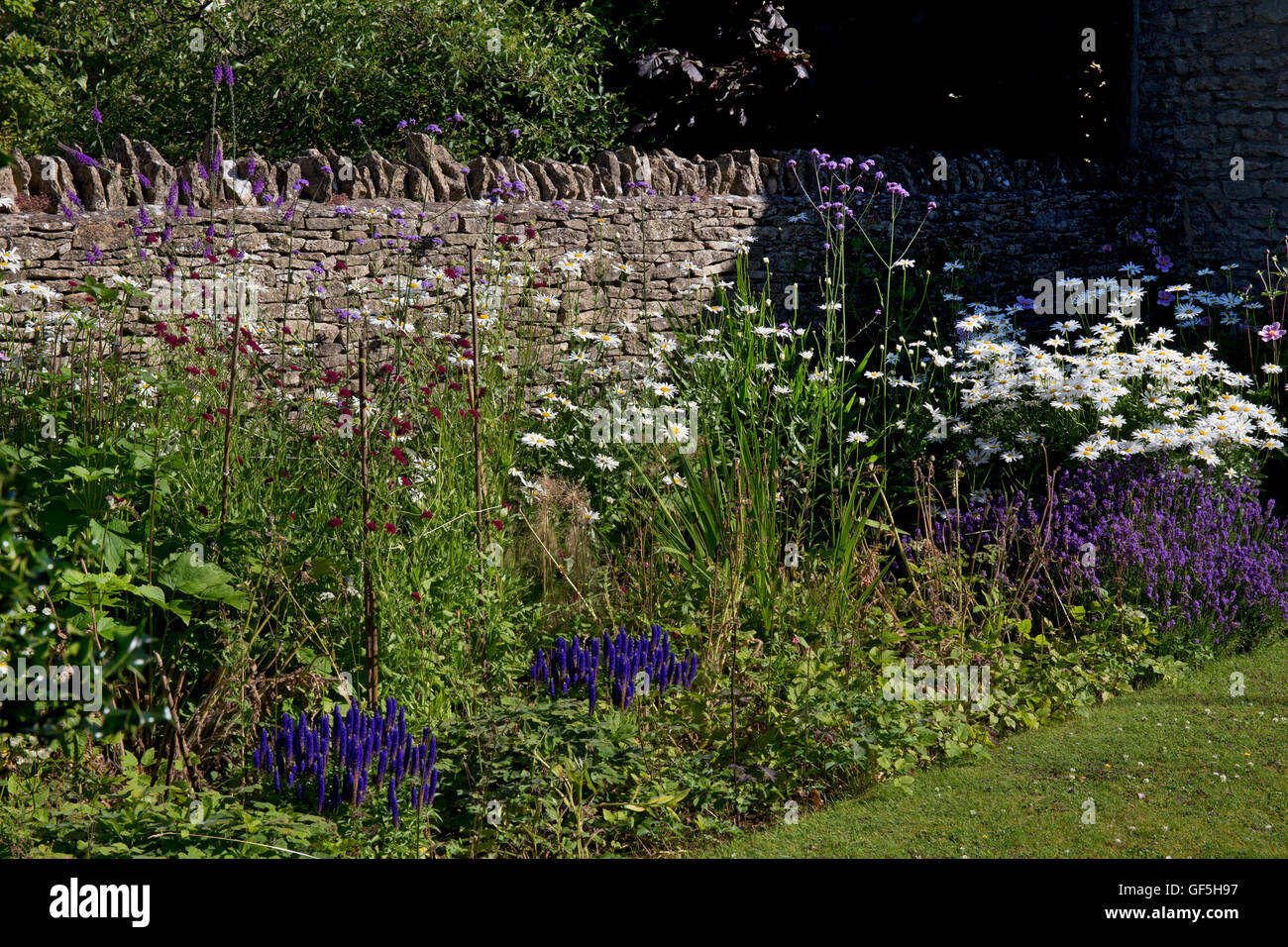 Verano huésped herbáceo con muro de piedra seca, Cotswolds,Inglaterra Foto de stock