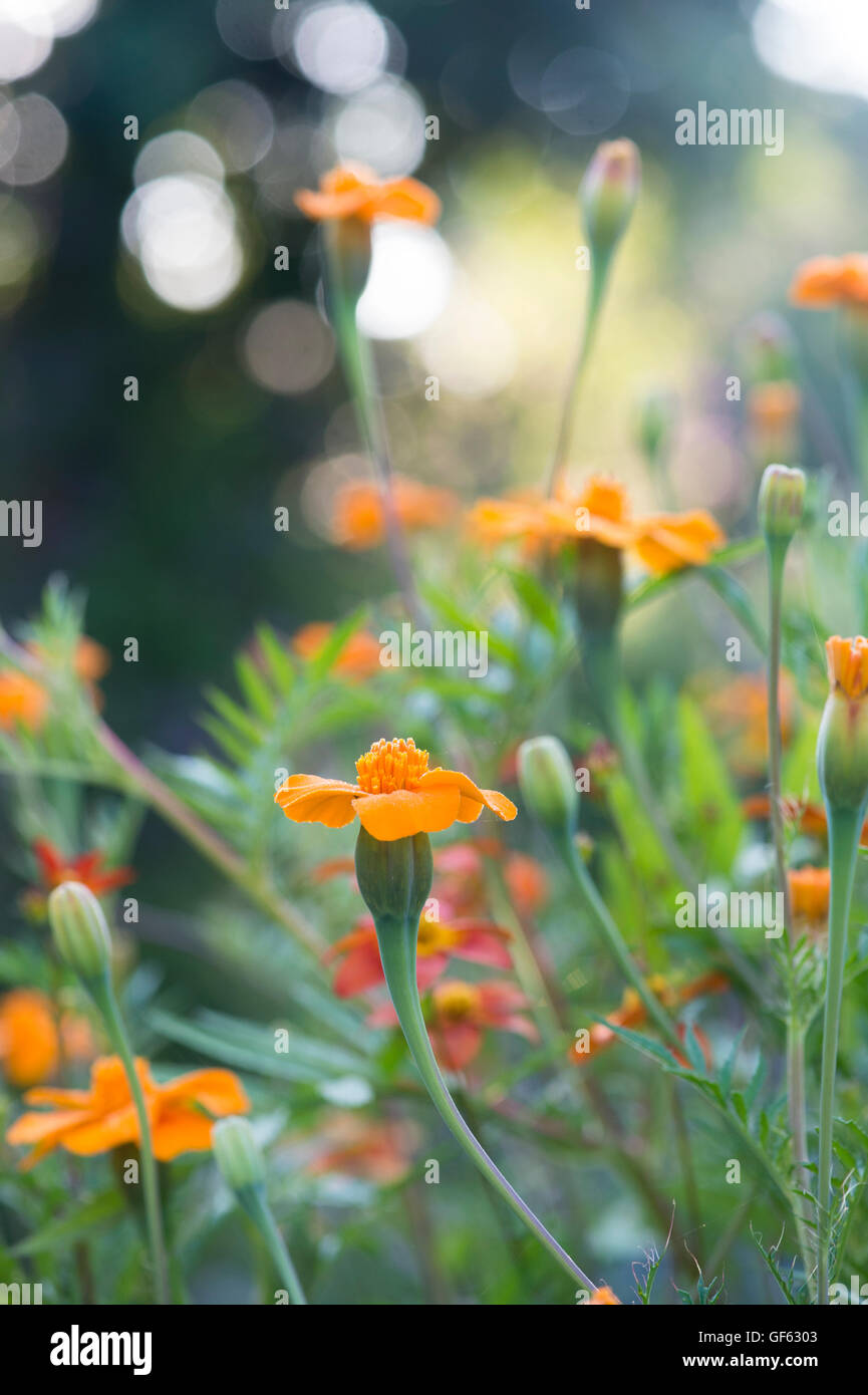 Marigold flowers morning fotografías e imágenes de alta resolución - Alamy