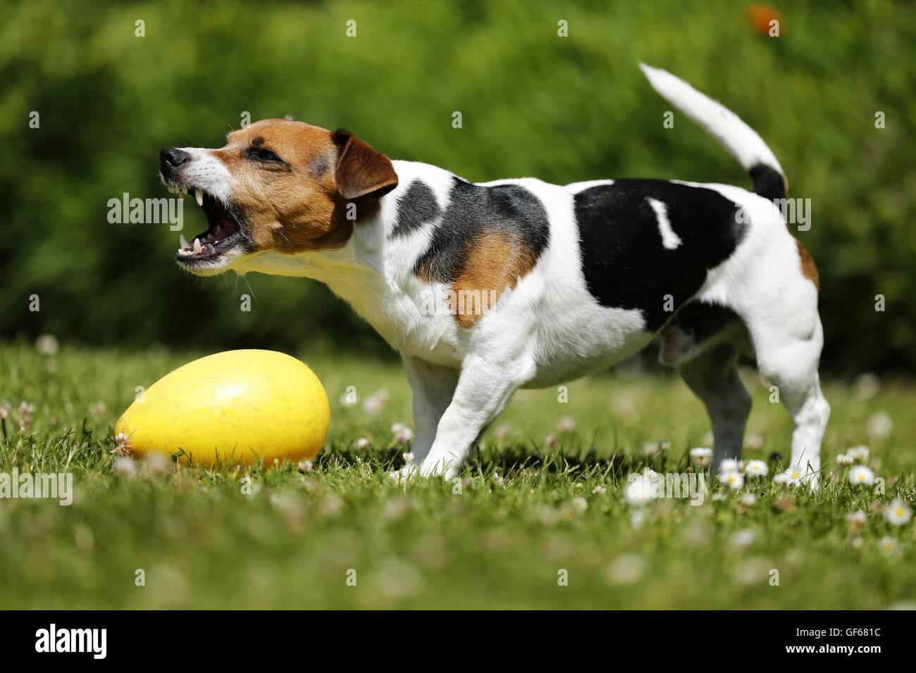 Jack russell terrier barking fotografías e imágenes de alta resolución -  Alamy