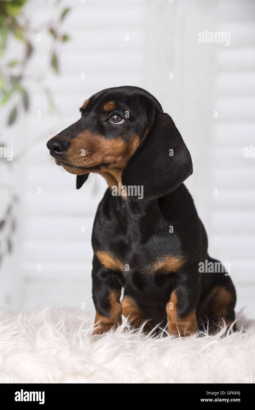 Dulce pequeño cachorro de perro salchicha fotografías e imágenes de alta  resolución - Alamy