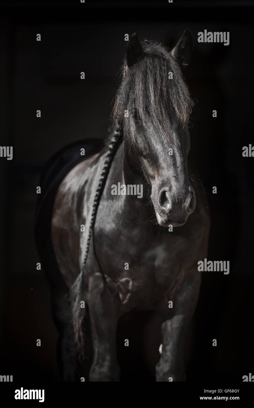 Retrato de caballo frisón Foto de stock