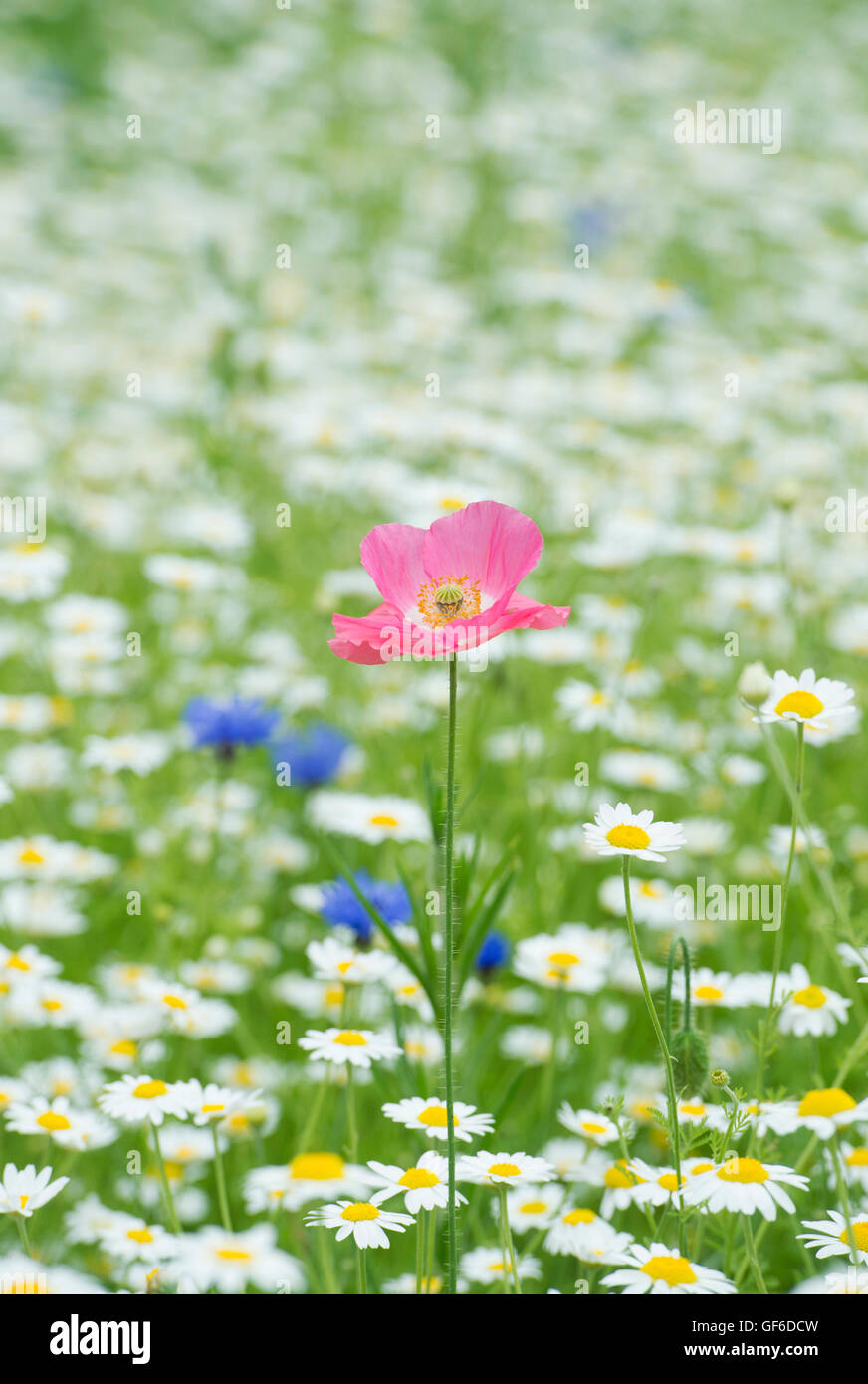 Papaver rhoeas True Shirley Poppy y Anthemis arvensis / maíz flores de manzanilla en un wildflower meadow Foto de stock