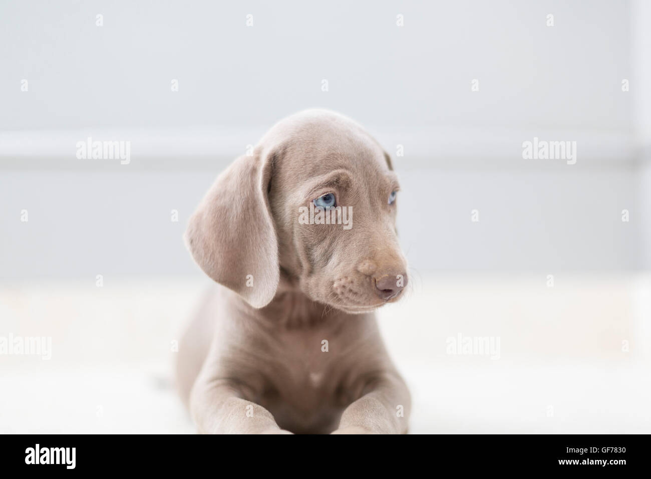 Cachorros con ojos azules fotografías e imágenes de alta resolución Alamy