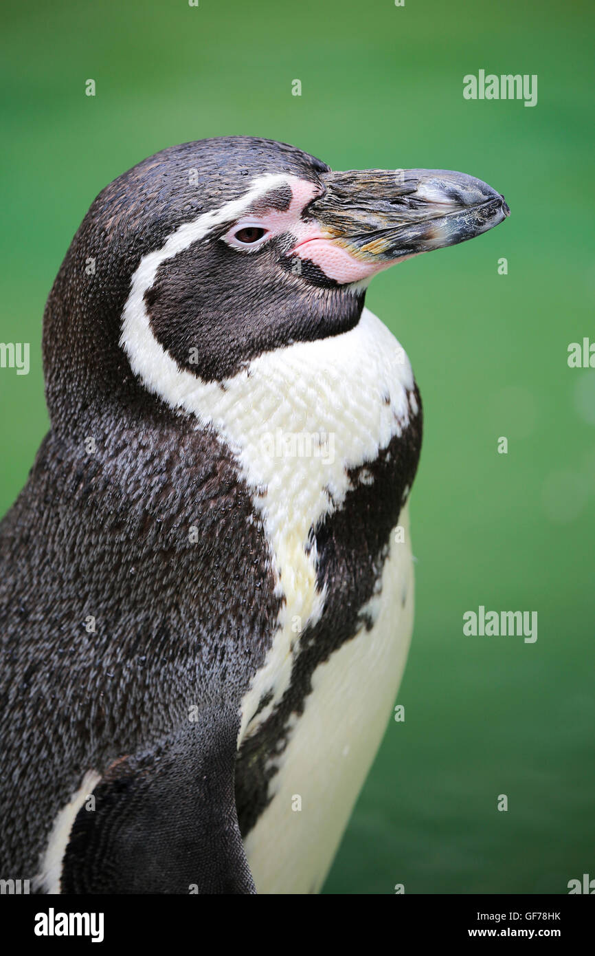 Perfil de un pingüino con un fondo verde Foto de stock