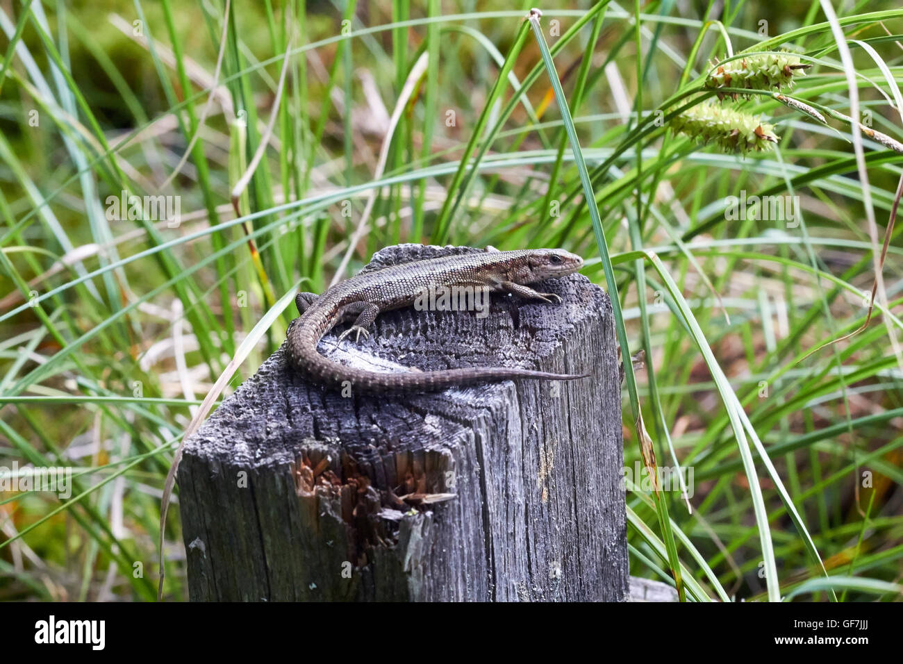 Zootoca vivipara, lagarto ovíparos Foto de stock