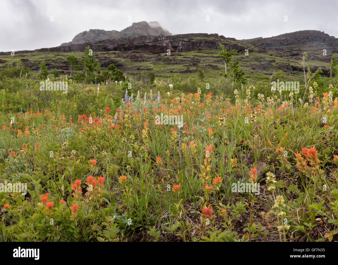 Indian Paintbrush flores florecen en la montaña de lluvias en verano Foto de stock
