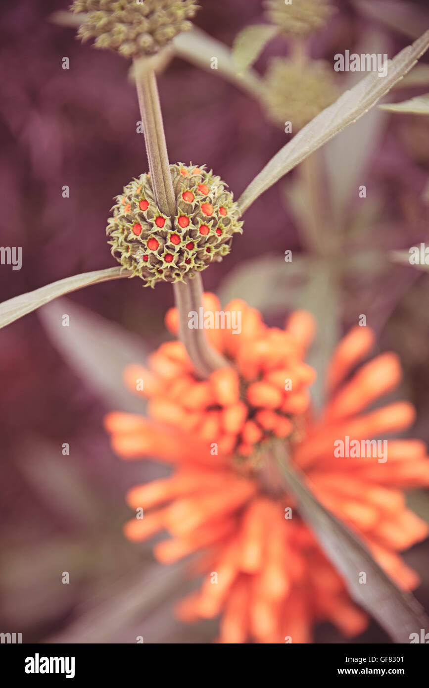 Leonotis Leonurus Lion's orejas rara flor de azahar en Hampton Court Flower Show en Surrey, Inglaterra. Foto de stock