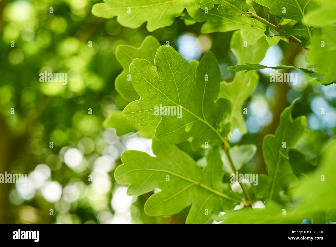 Inglés verde árbol de roble (Quercus robur) sale en verano, Inglaterra, Reino Unido. Foto de stock