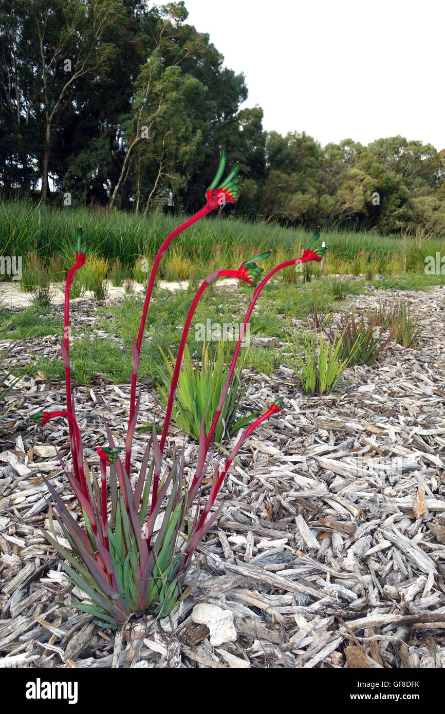 Rojos y verdes (paws Anigozanthus mangelsi canguro) floración en humedales restaurados, Santuario de Aves Eric Singleton, Perth Foto de stock