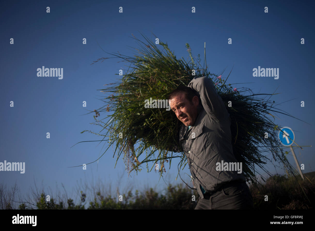 Un hombre cosechas juncia para ser utilizadas durante la celebración religiosa del Corpus Christi en El Gastor, Sierra de Cádiz, Andalucía, España Foto de stock