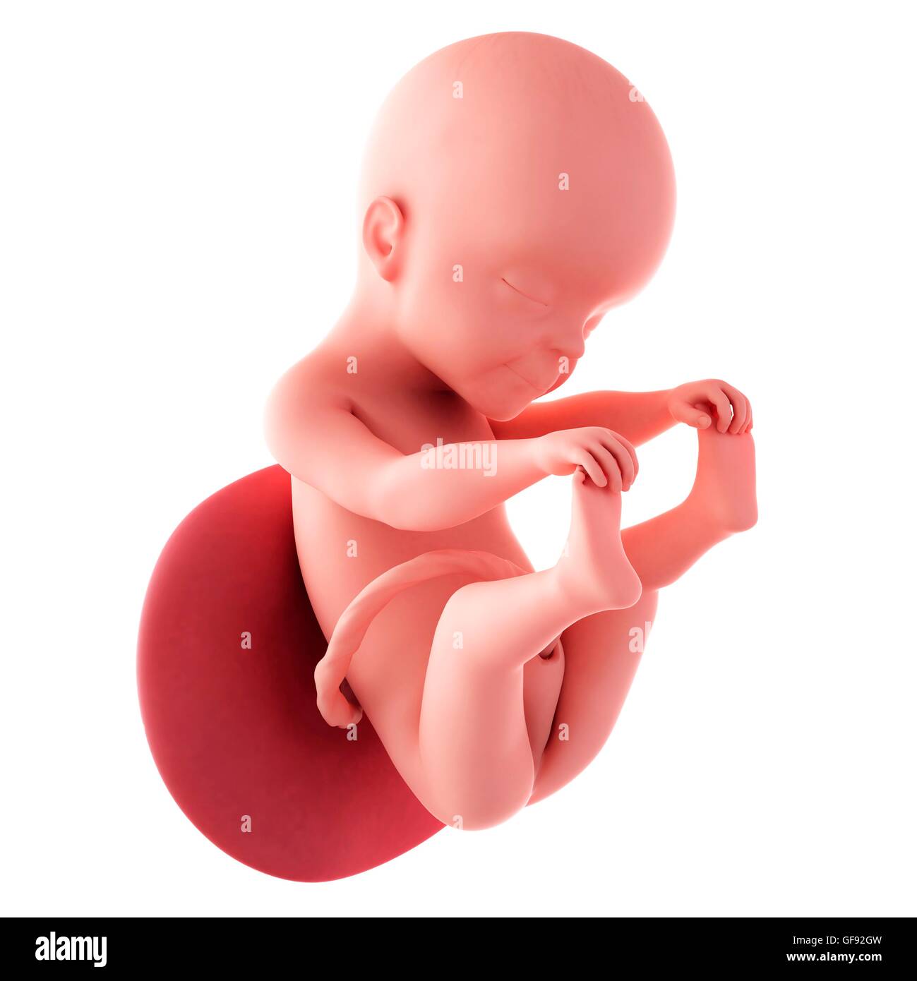 Feto a las 25 semanas fotografías e imágenes de alta resolución - Alamy