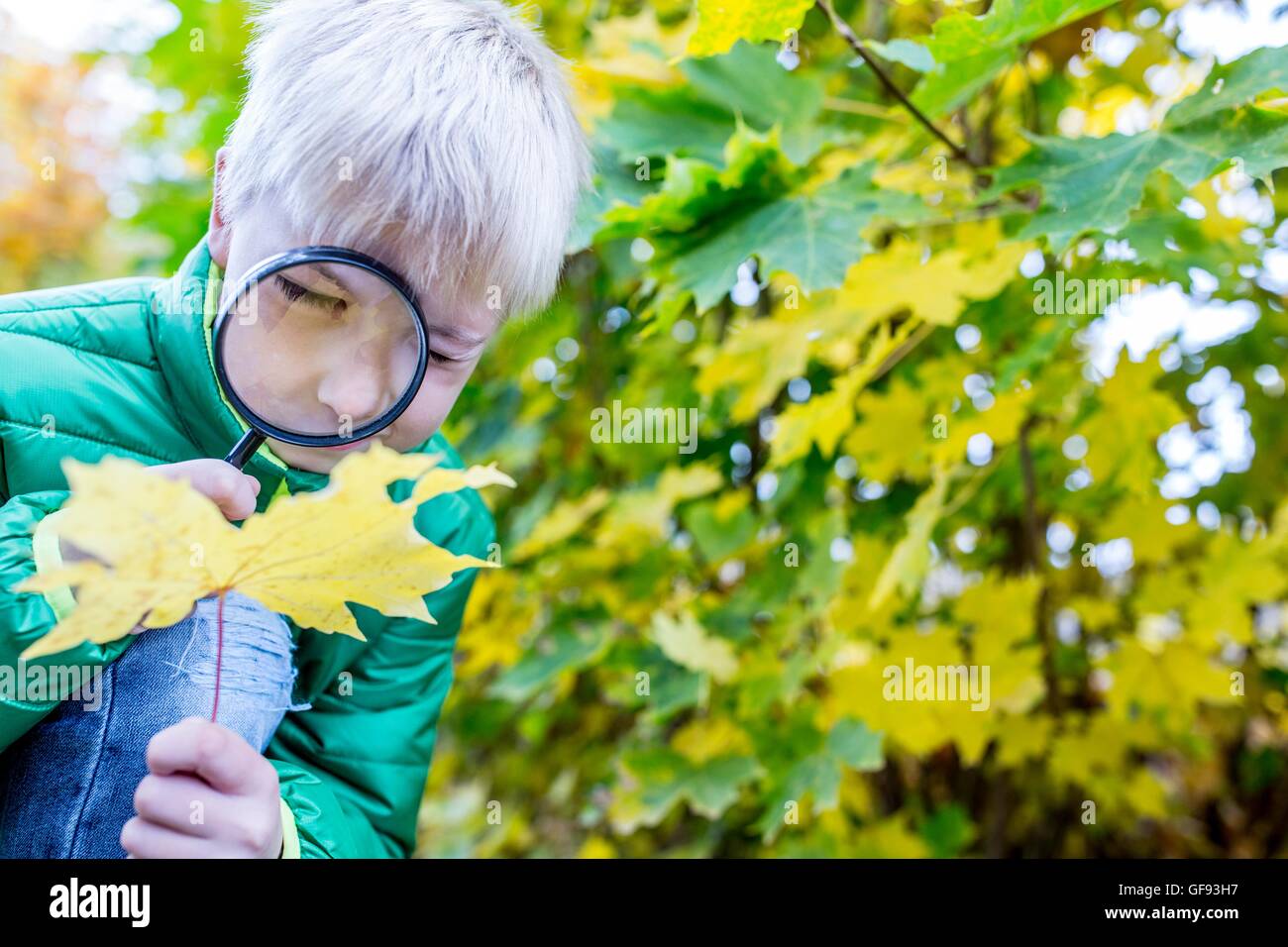Modelo liberado. Boy examinar hoja de otoño con lupa. Foto de stock