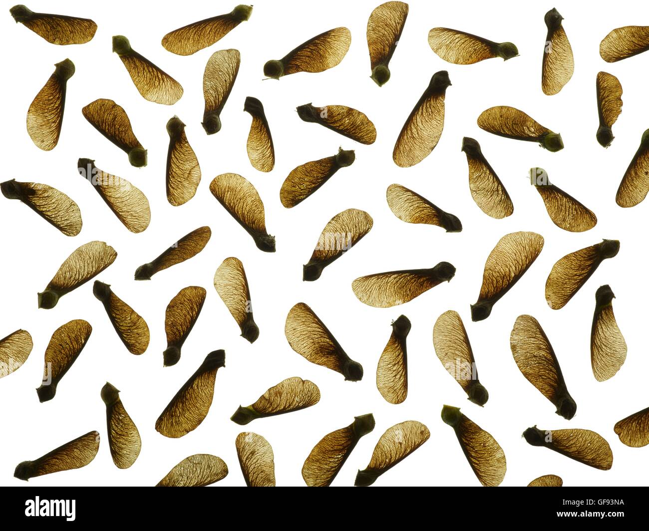Sycamore semillas, Foto de estudio. Foto de stock