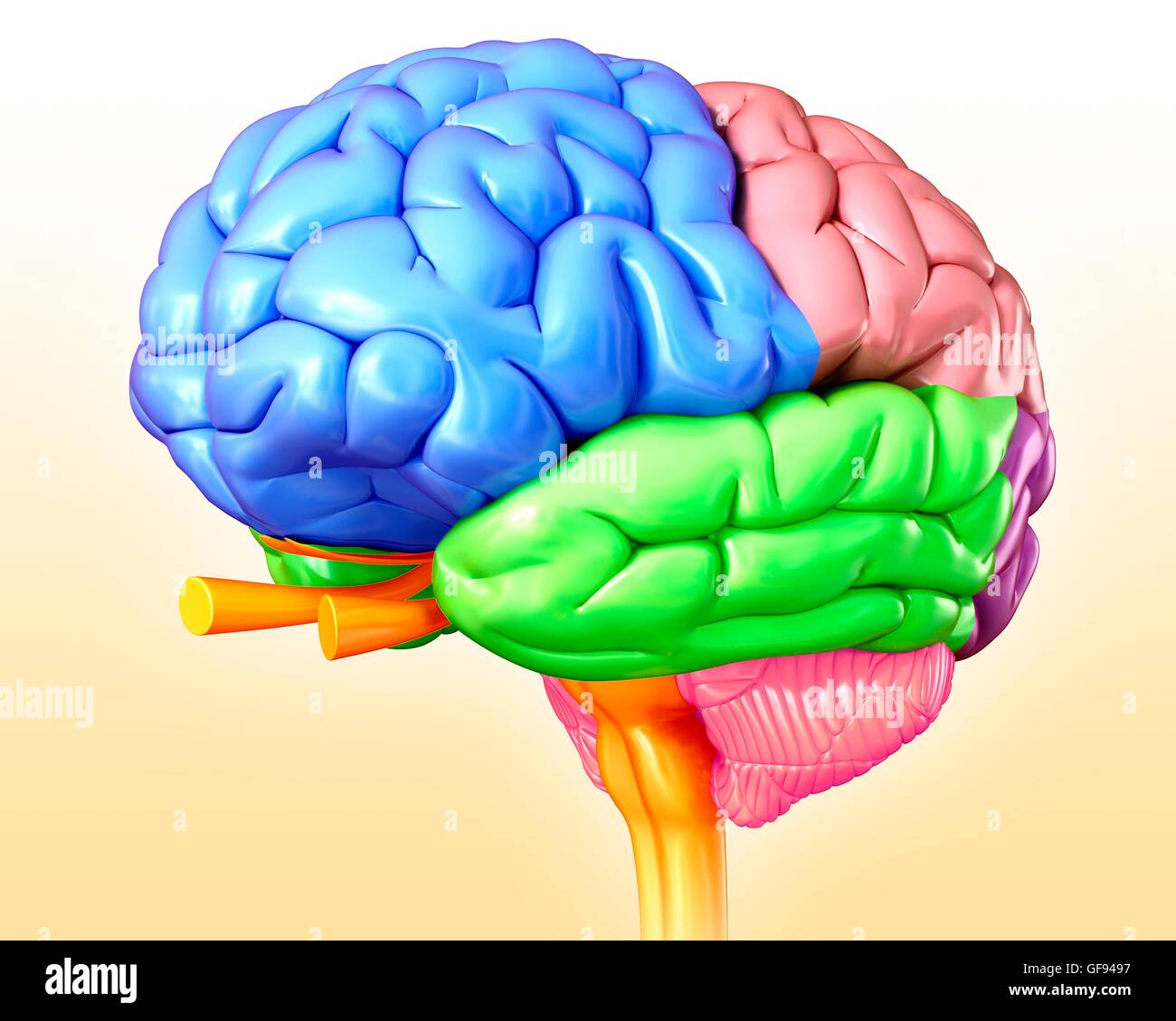 Ilustración de la anatomía del cerebro humano Fotografía de stock Alamy