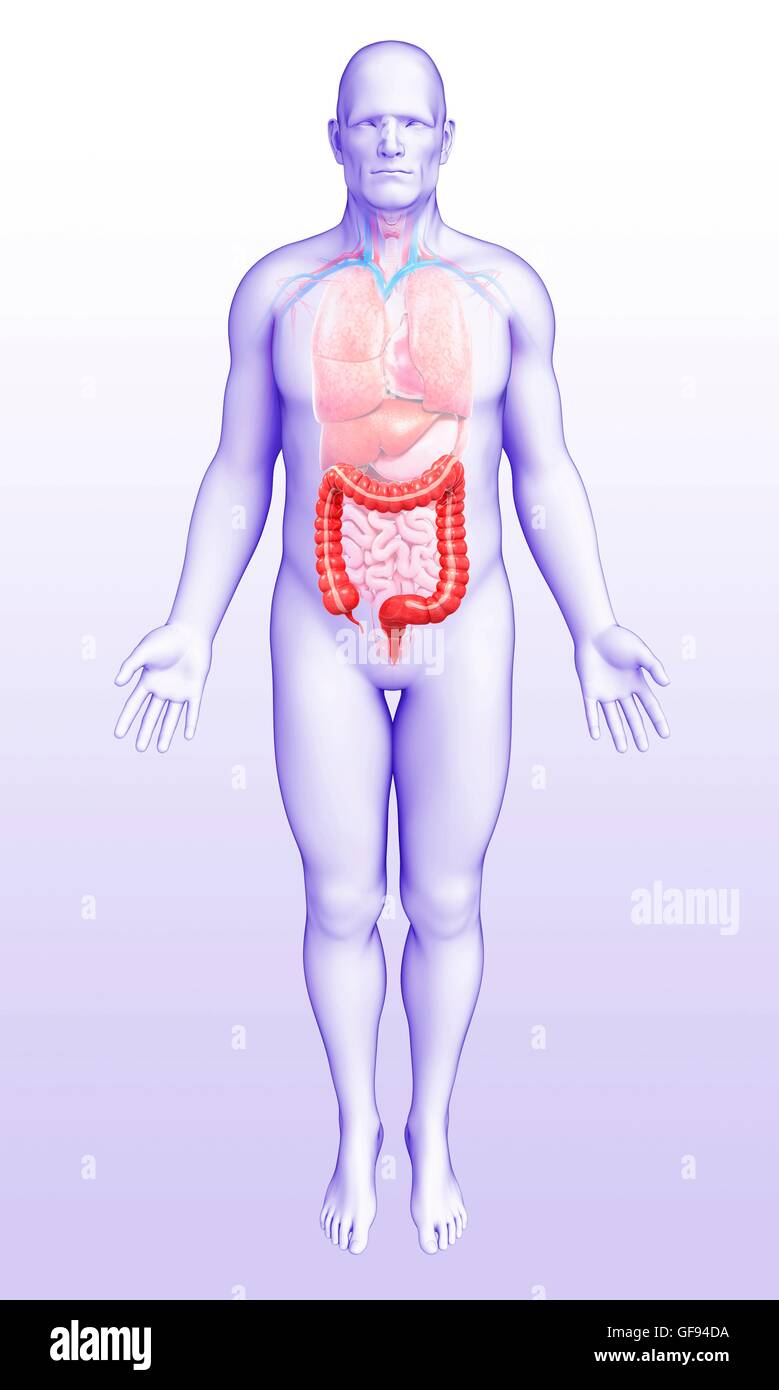 Ilustración masculino de intestino grueso. Foto de stock