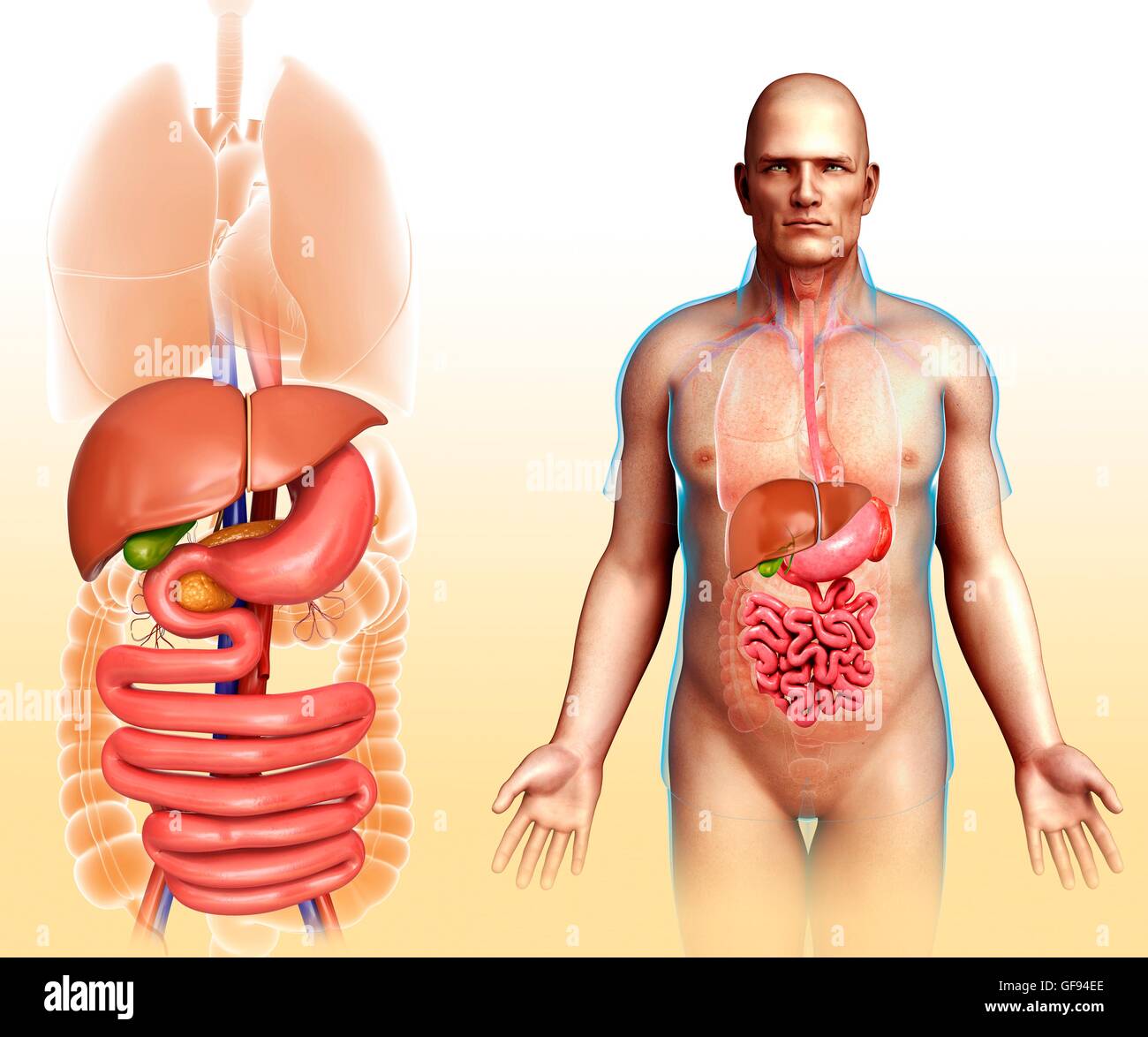 Ilustración del sistema digestivo humano. Foto de stock
