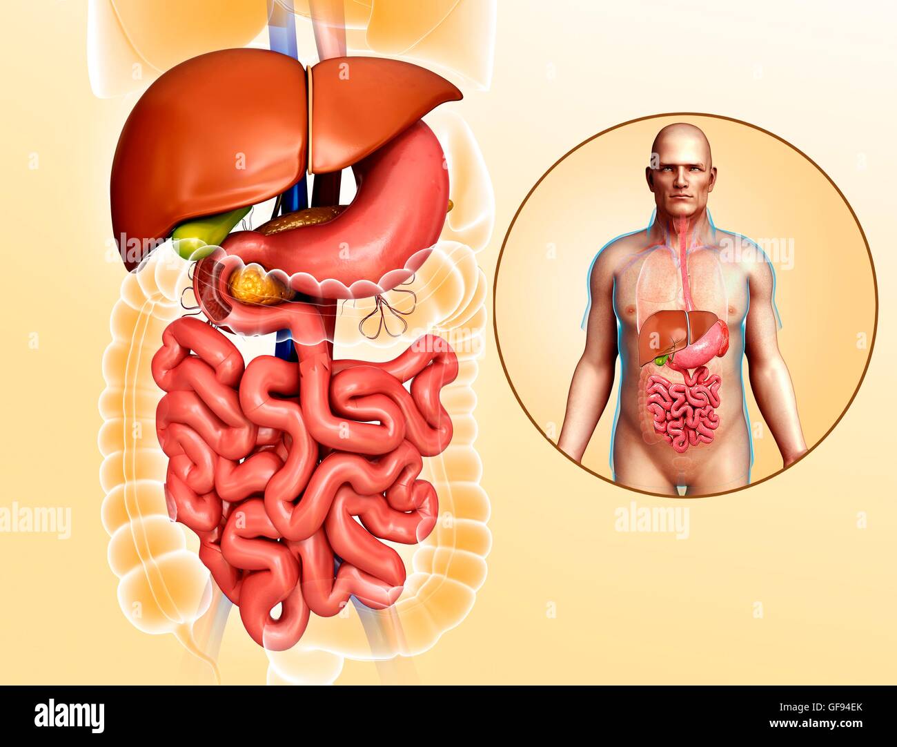 Ilustración del sistema digestivo humano. Foto de stock