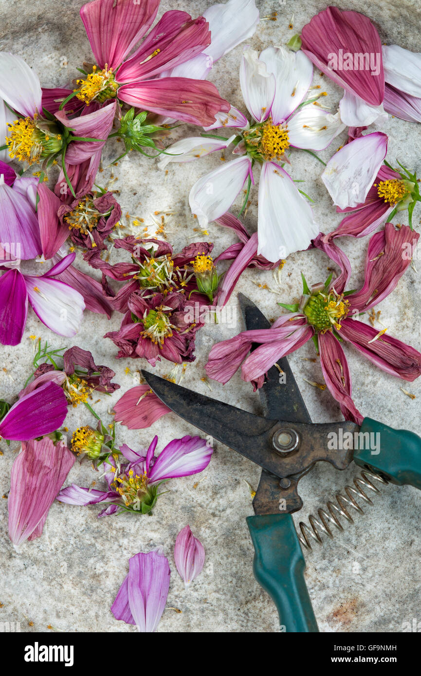 Punto muerto cosmos flores con tijeras de jardín Foto de stock