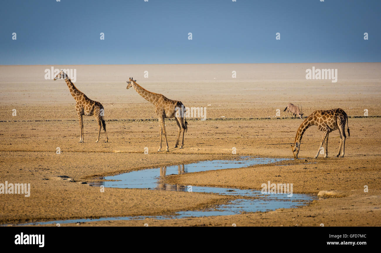 Tres jirafas en el abrevadero en el Parque Nacional Etosha, en Namibia, África Foto de stock