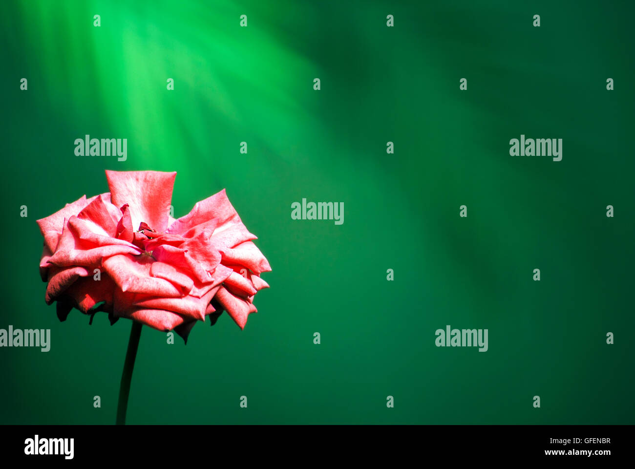 Cerca de una rosa rosa sobre fondo verde Foto de stock