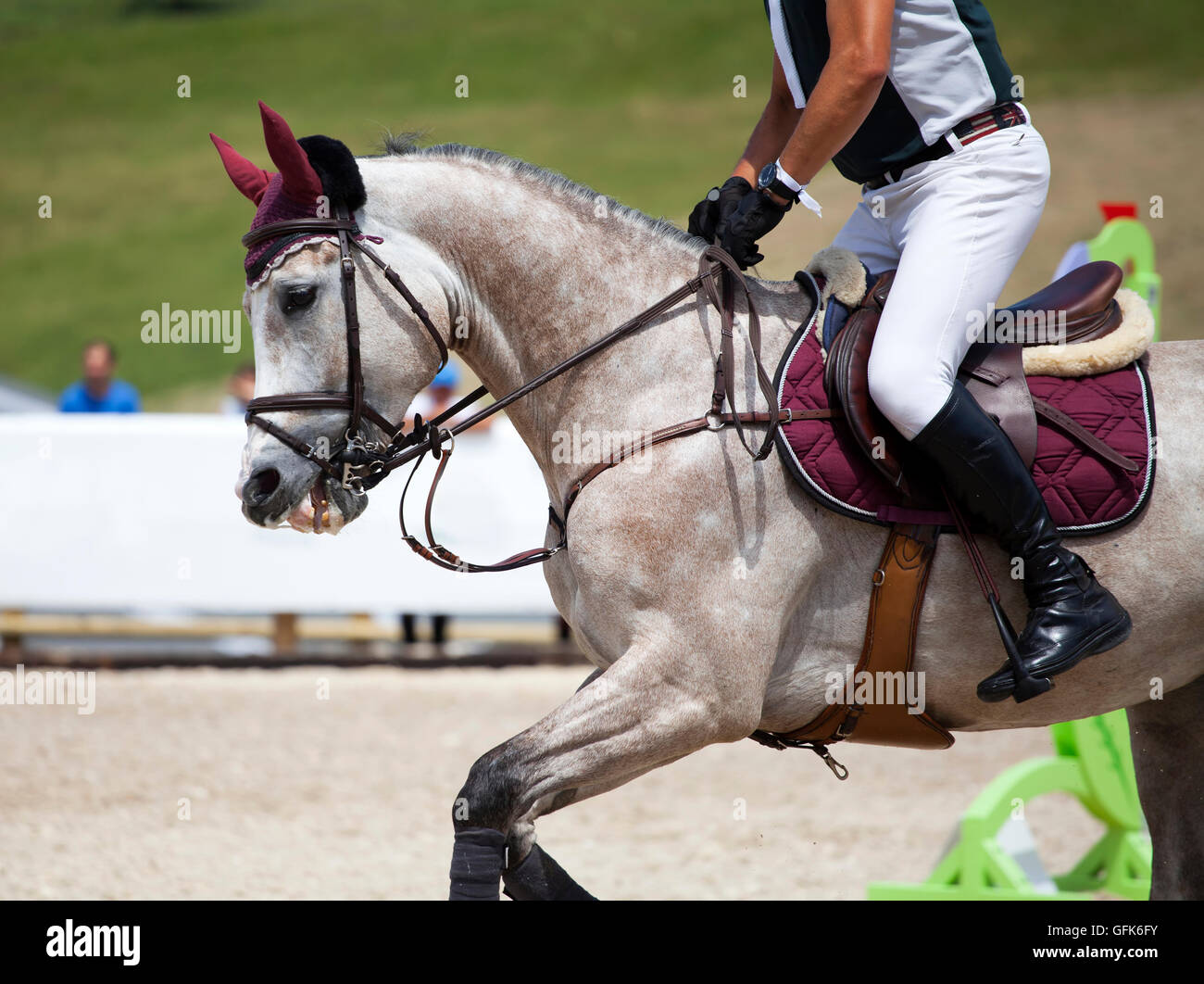 Jinete cabalgando su caballo purebreed en competición ecuestre Foto de stock
