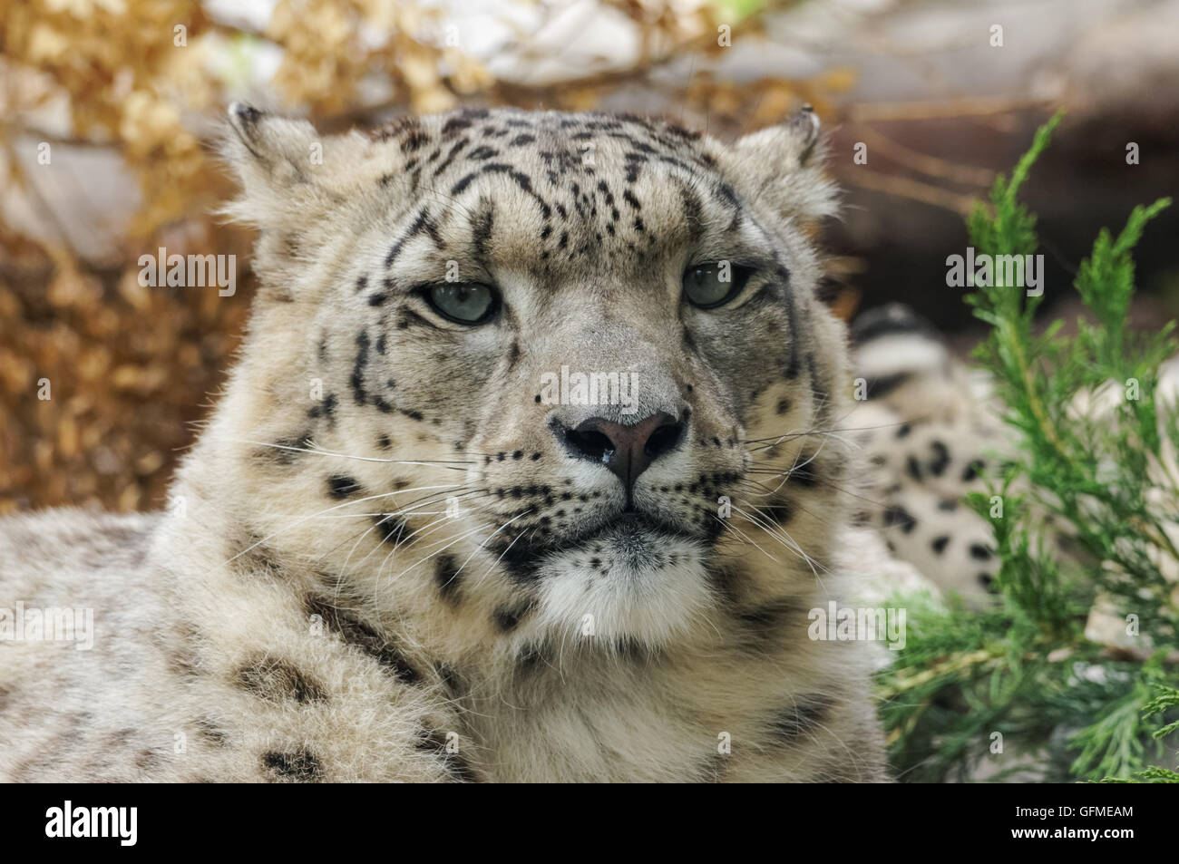 primer plano retrato de leopardo de nieve Foto de stock