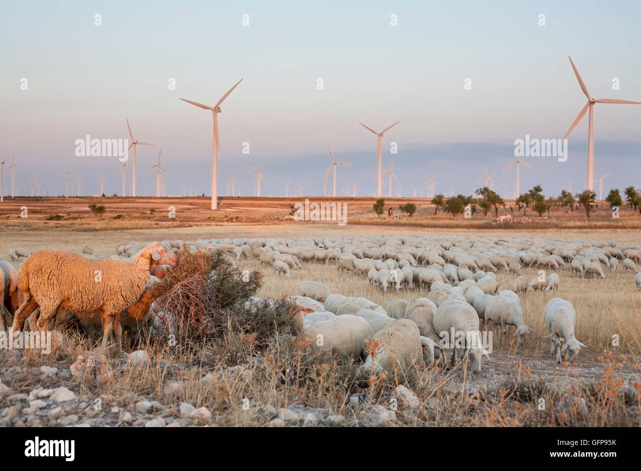 Rebaño de ovejas pastando en electric aerogeneradores granja, España Foto de stock