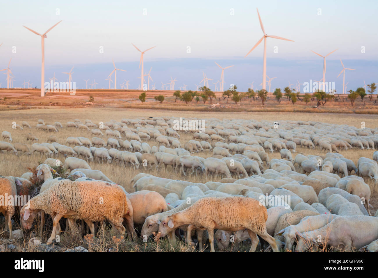 Rebaño de ovejas pastando en electric aerogeneradores granja, España Foto de stock