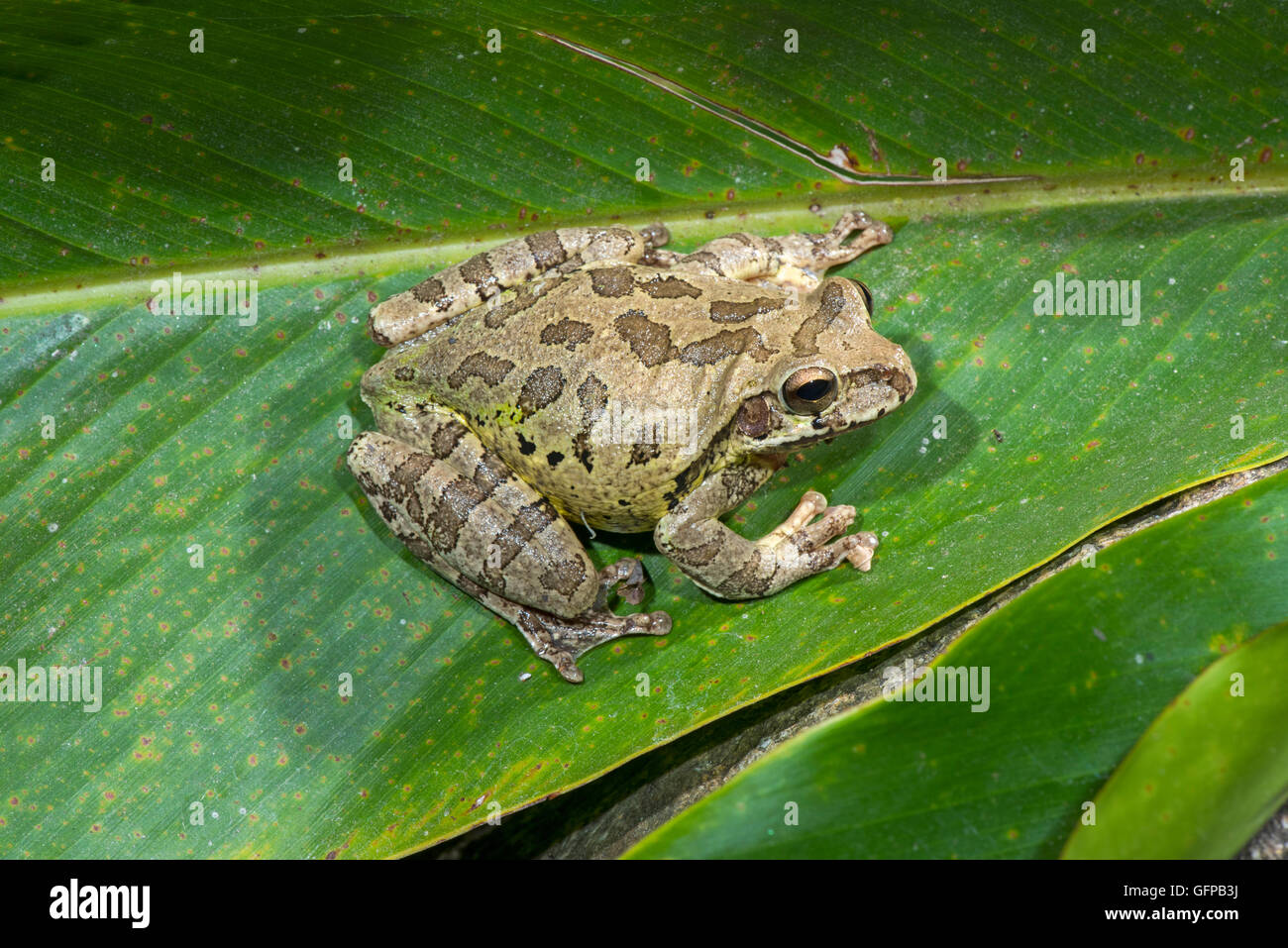 Mexicana Smilisca baudinii Treefrog común El Tuito, Jalisco, México, 12 de junio de adulto Hylidae Foto de stock