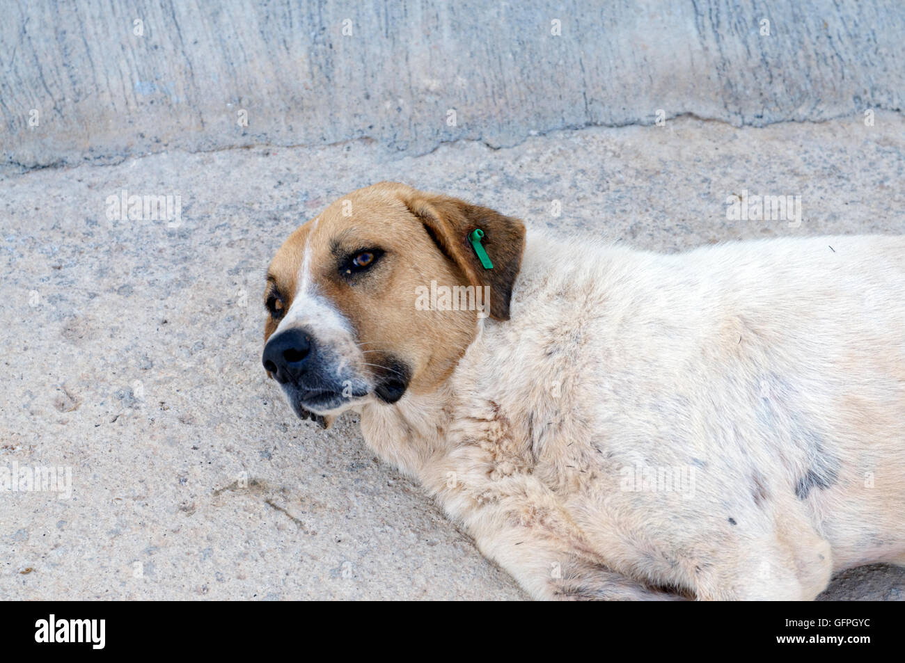 Perro callejero con KAPSA clip en su oído para mostrar que ha sido castrado y inmunizados, Kalkan, Turquía. Foto de stock
