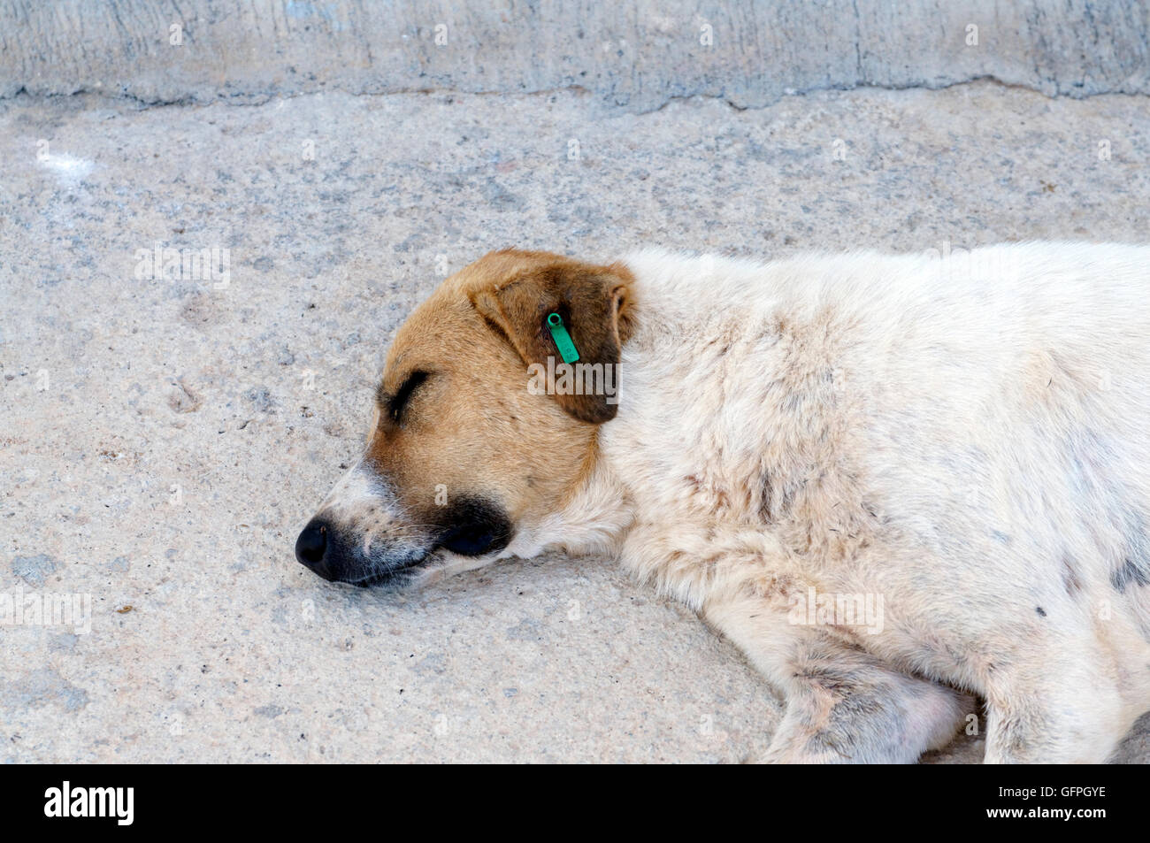 Perro callejero con KAPSA clip en su oído para mostrar que ha sido castrado y inmunizados, Kalkan, Turquía. Foto de stock