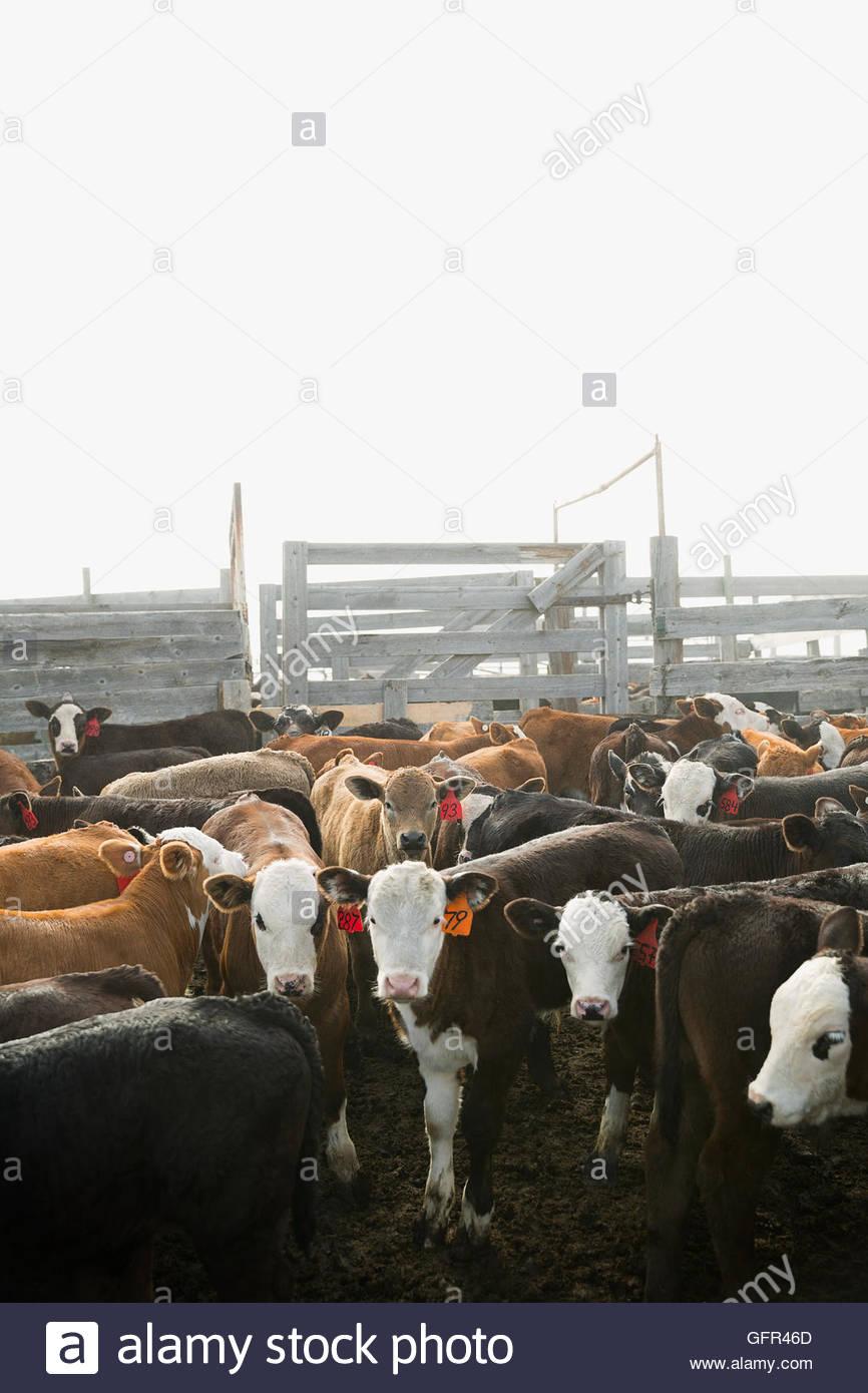 Etiquetado en el corral de las vacas en el hato ganadero Foto de stock