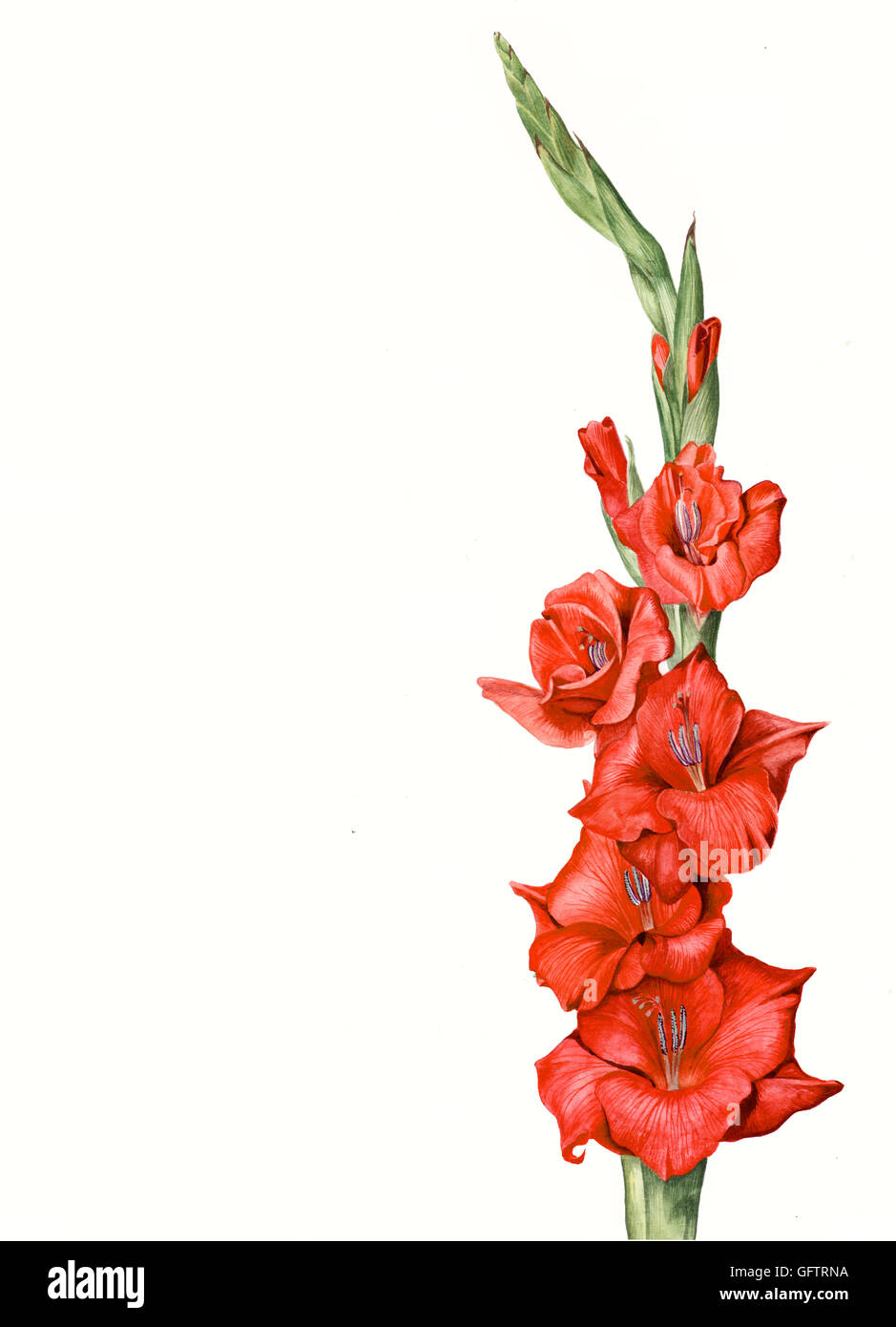 Gladiola roja fotografías e imágenes de alta resolución - Alamy