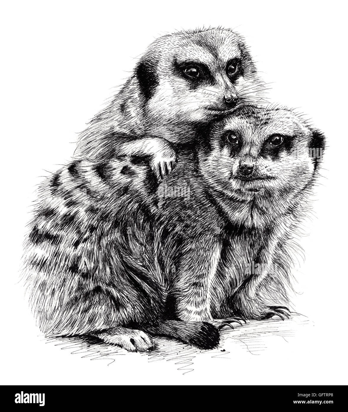 Bocetos detallados de un par de meerkats amontonarse. Foto de stock