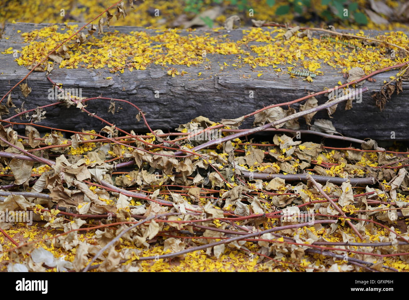 Recortada y hojas y flores secas. Los tallos secos de Bogonbilih con flores amarillas de Poinciana árbol en un montón cerca del ferrocarril de madera lazos. Foto de stock