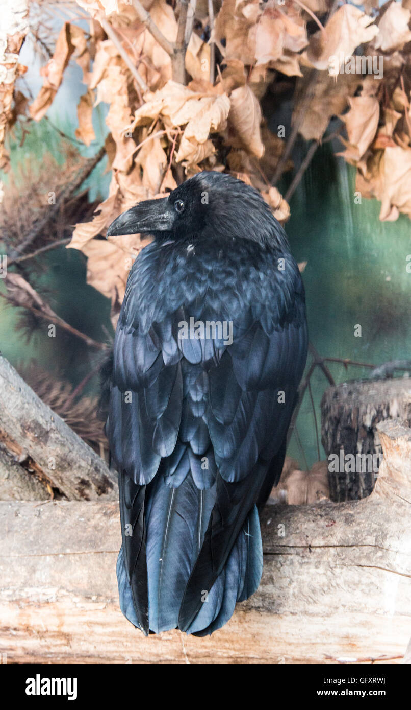 Raven Foto de stock