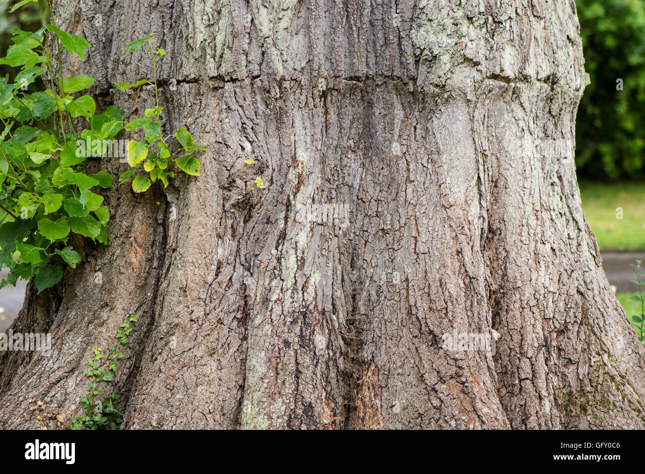 Tronco de árbol marcado por banda apretada mientras crece. La corteza en el tronco del gran árbol caducifolio donde previamente marcada constricción Foto de stock
