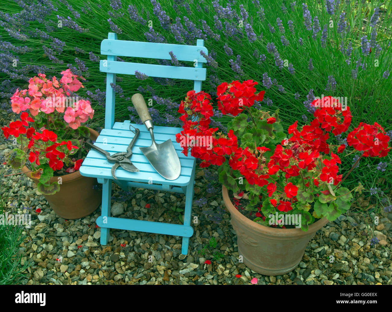 Borde de lavanda Hidcote variedad y macetas de geranios con silla azul en el cottage garden Foto de stock