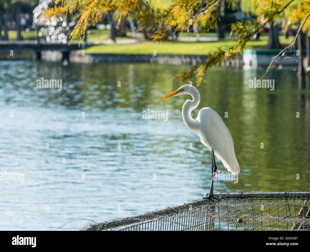 Los animales de fauna silvestre - Garzas blancas en Lake Eola, Orlando, Florida Foto de stock