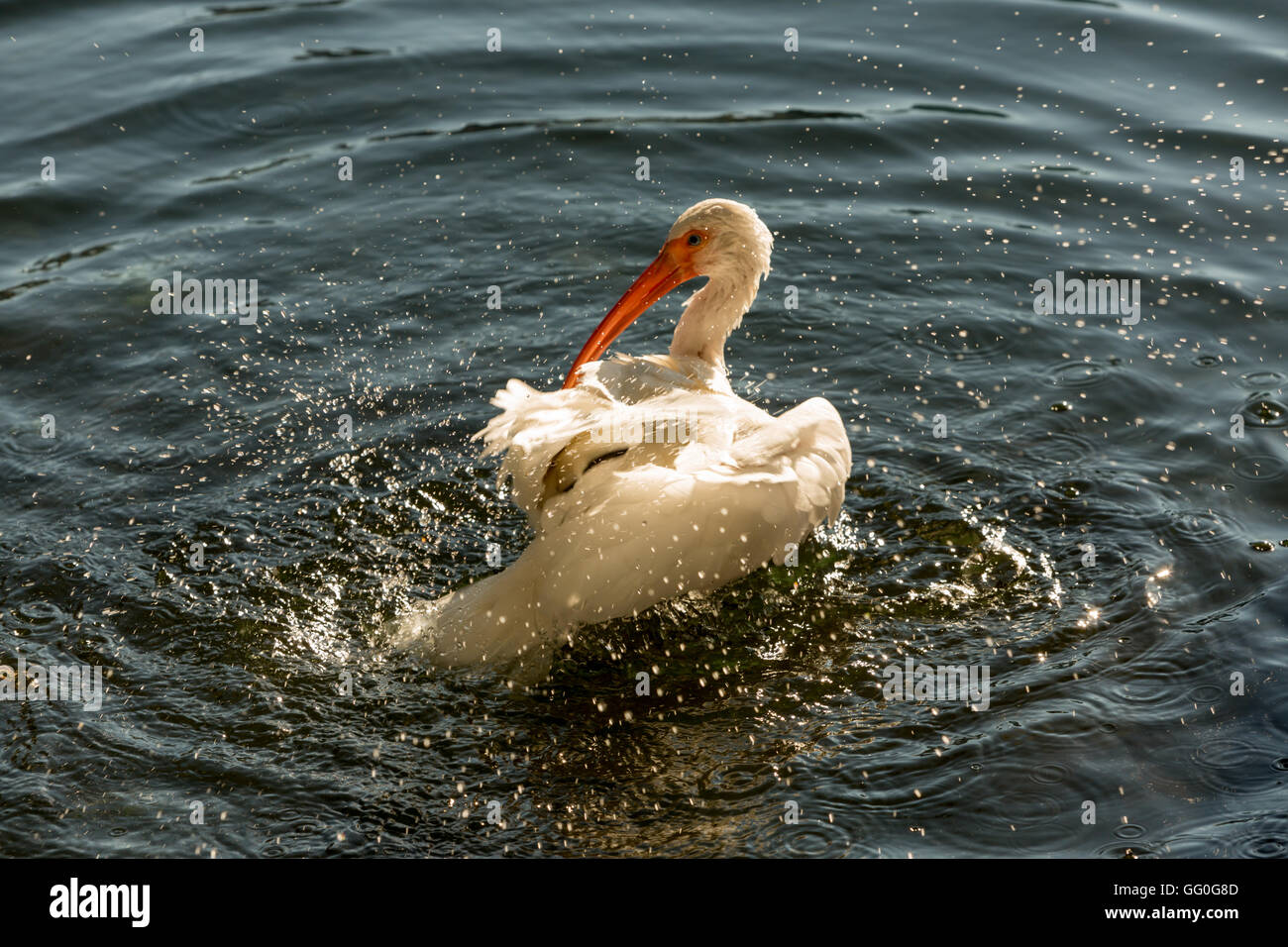Los animales de la fauna silvestre. Garzas blancas en Lake Eola, Orlando, Florida. Garza blanca nacarada en un lago Foto de stock