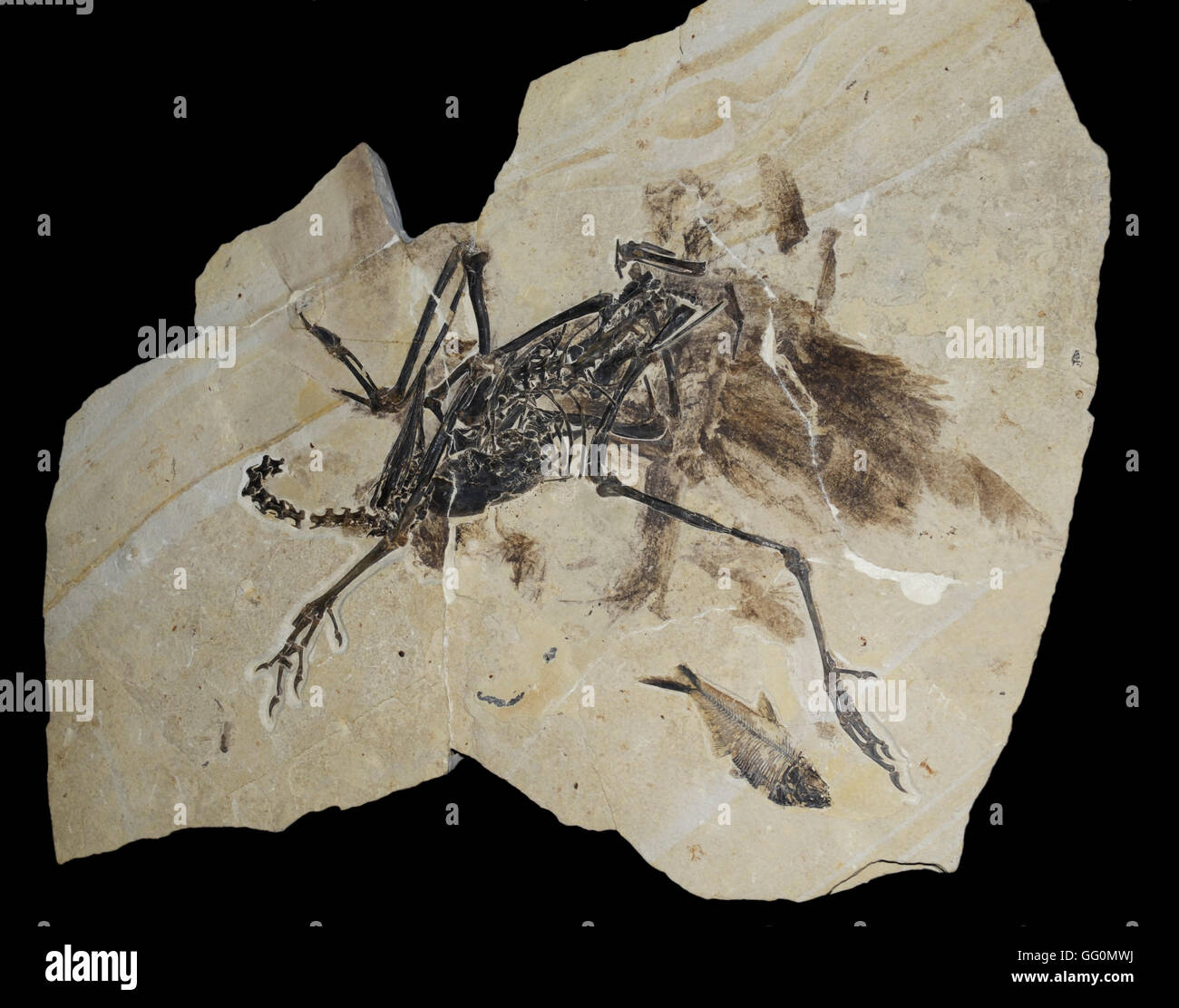 Antigua fossililied Calciavis grandei, ave no voladora desde la época del eoceno hace 50 millones de años, la formación Green River, Wyoming Foto de stock