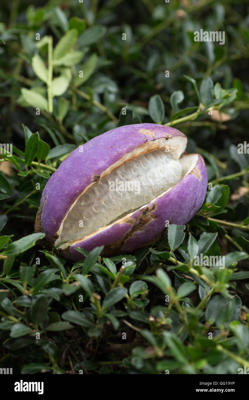 Bien maduras púrpura akebia quinata Foto de stock