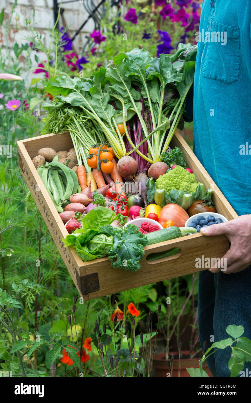 Hombre sujetando una bandeja de madera de fruta y verduras en un jardín inglés Foto de stock