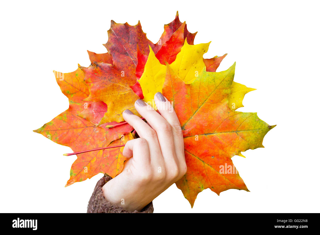 Hojas de otoño colorido en la mano Foto de stock